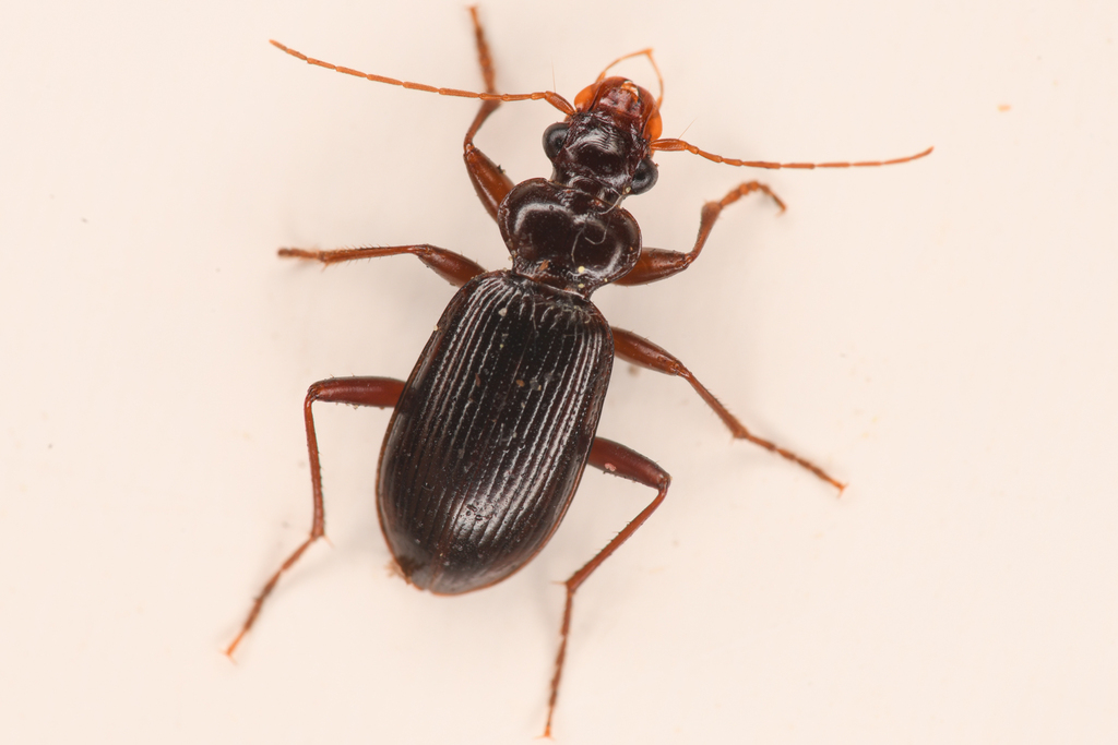 Leistus ferruginosus