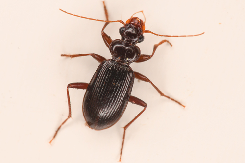 Leistus ferruginosus