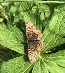 Boloria selene