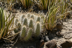 Echinocereus