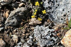 Draba globosa