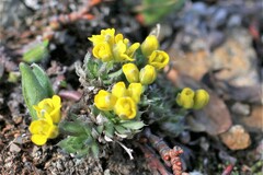 Draba globosa
