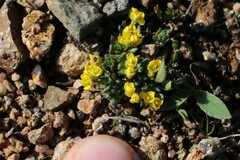 Draba globosa
