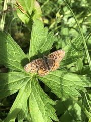 Boloria selene