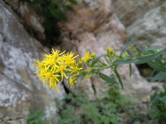 Solidago virgaurea