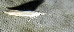 Coleophora rupestrella