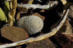 Mammillaria gasseriana