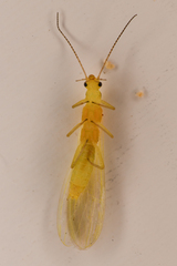Plumiperla diversa