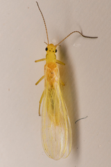 Plumiperla diversa