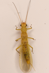 Alloperlini