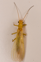 Alloperlini