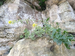 Solidago virgaurea