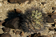 Coryphantha poselgeriana