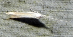 Coleophora rupestrella