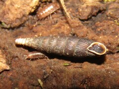 Macrogastra ventricosa