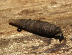 Macrogastra ventricosa