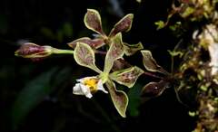 Encyclia granitica