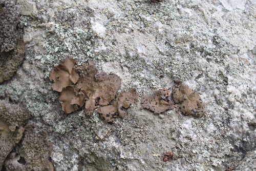 Umbilicaria muhlenbergii image