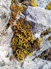 Schistidium maritimum