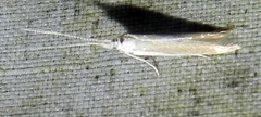 Coleophora rupestrella