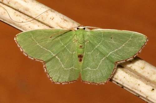 Red-patched Emerald photo 4
