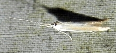 Coleophora rupestrella