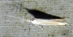 Coleophora rupestrella