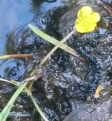 Ranunculus reptans
