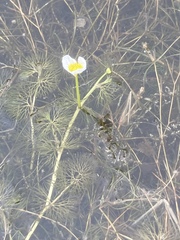 Ranunculus circinatus