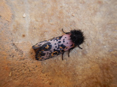 Xanthopastis moctezuma