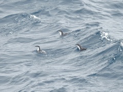 Synthliboramphus scrippsi