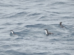 Synthliboramphus scrippsi