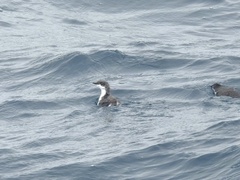 Synthliboramphus scrippsi