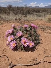 Coryphantha macromeris