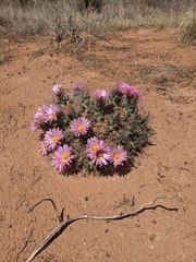Coryphantha macromeris