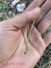 Penstemon pseudoputus