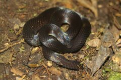 Atractus dunni