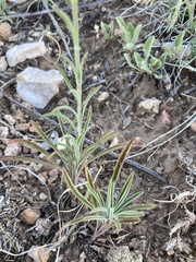 Penstemon pseudoputus