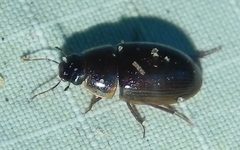 Cymbiodyta bifidus