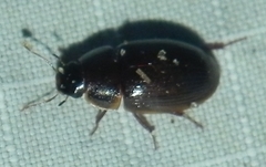 Cymbiodyta bifidus