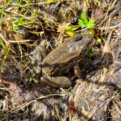 Rana luteiventris