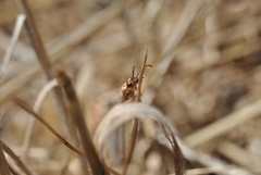 Macronemurus