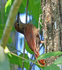 Northern Barred-Woodcreeper photo 3
