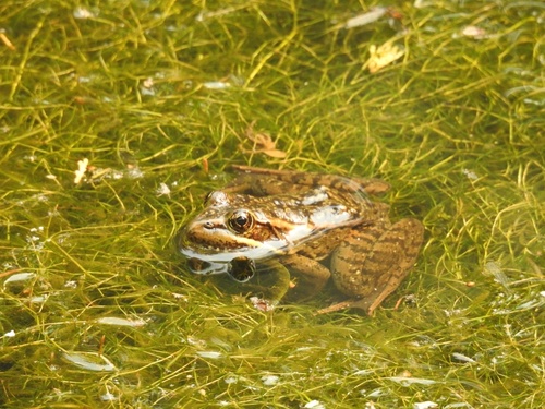 iNaturalist observation photo of California Red-legged Frog