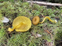 Chrysomphalina chrysophylla