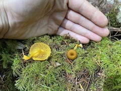 Chrysomphalina chrysophylla