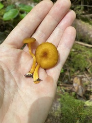 Chrysomphalina chrysophylla