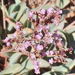 Limonium malacitanum