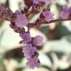 Limonium malacitanum