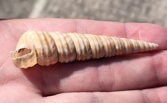 Turritella turbona